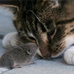 5 fotos de amizade entre gatos e ratos