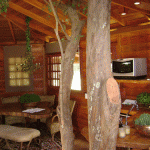 interior de uma incrivel casa na arvore interior de uma incrivel casa na arvore