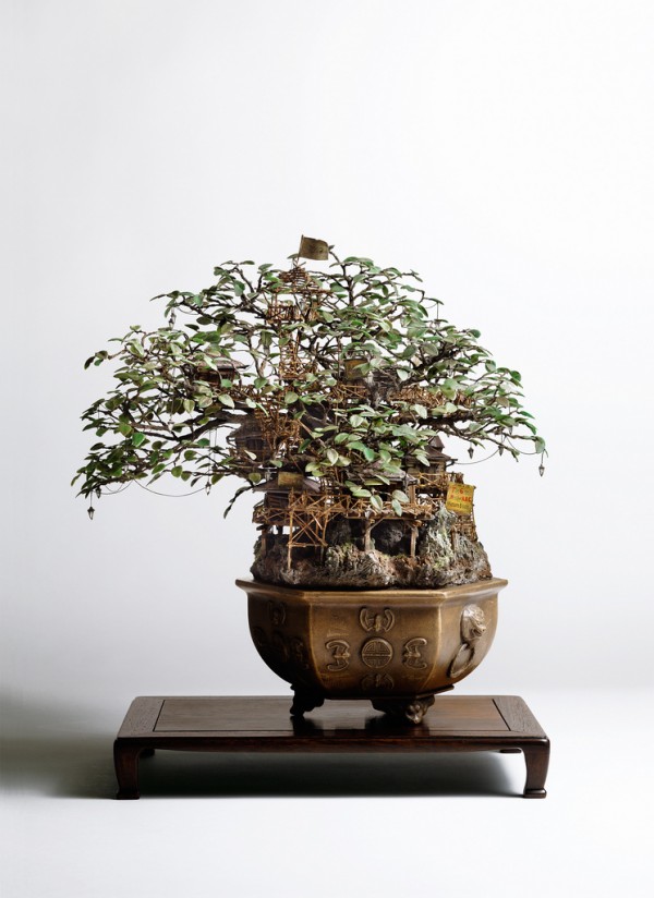 casa na arvore bonsai