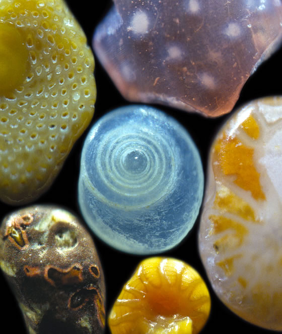 Fotos Microscópicas De Grãos De Areia