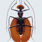 Mulheres-insetos: designer cria montagens improváveis