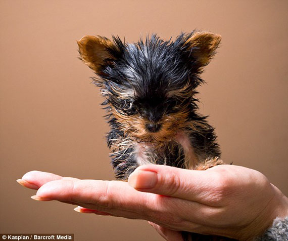 menor cão do mundo guinness