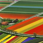 Lindos e coloridos campos de cultivo de tulipa na Holanda
