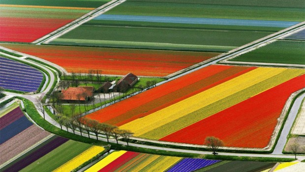 Lindos e coloridos campos de cultivo de tulipa na Holanda