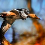 Ensaio fotográfico mostra pássaros em rasante sobre a água