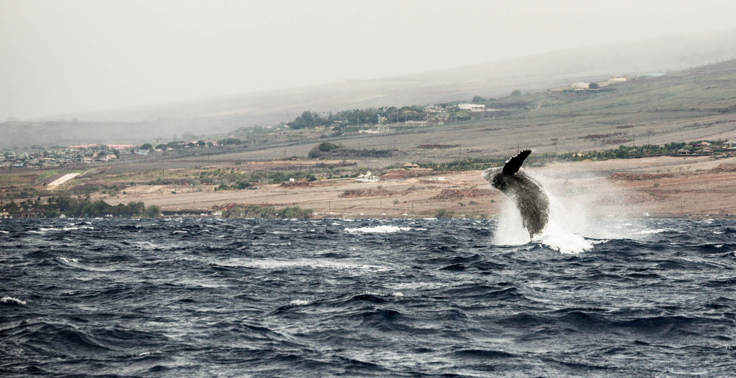 Baleia em Maui - Havaí