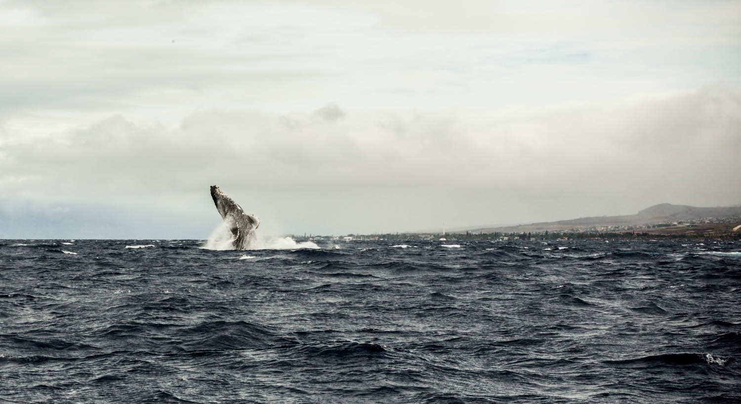 Baleia na ilha de Maui - Havaí