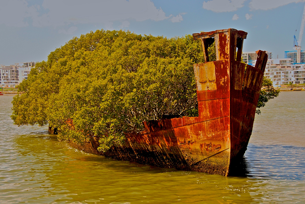 Floresta-flutuante-em-navio-abandonado-(14)