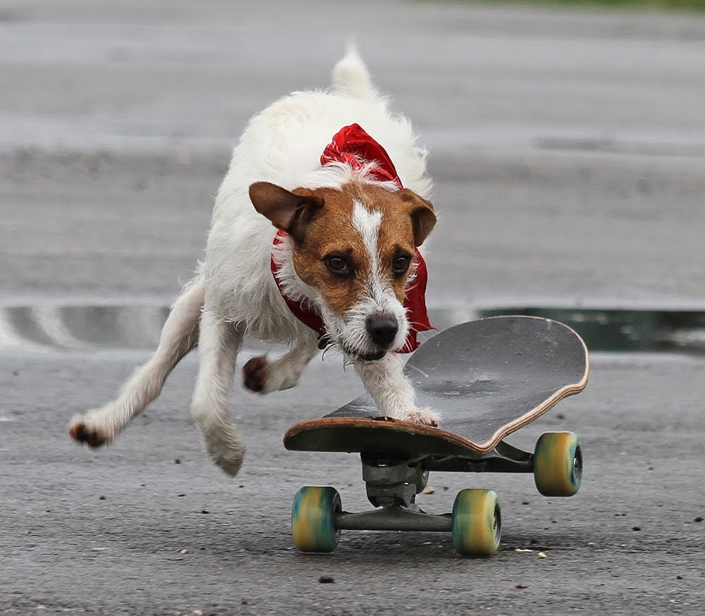 Cachorro skatista