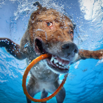Cães mergulhando são tema de divertido ensaio fotográfico