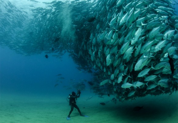 Mergulhador na frente de milhares de peixes. Foto por: Octavio Aburto | National Geographic