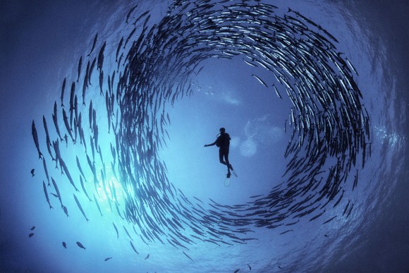 Mergulho com barracudas. Foto por: David Doubilet