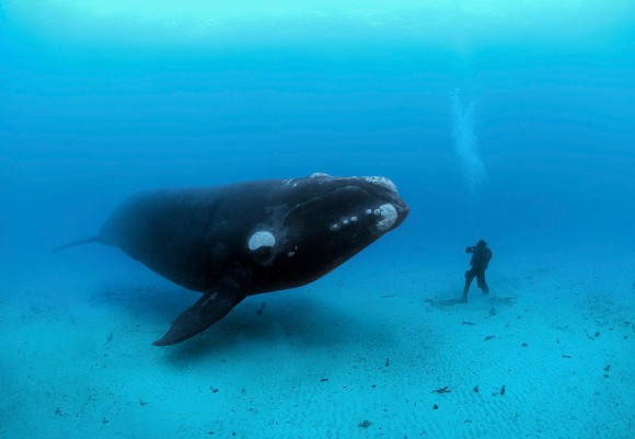 Baleia franca conhecendo mergulhador. Foto por: Brian Skerry