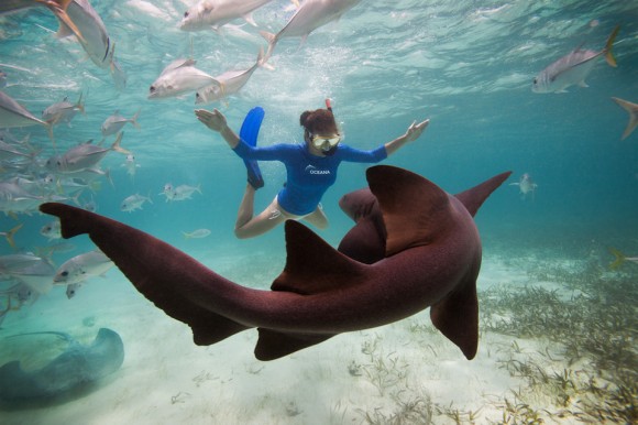 Garota nada com um tubarão enfermeira. Foto por: Tony Rath
