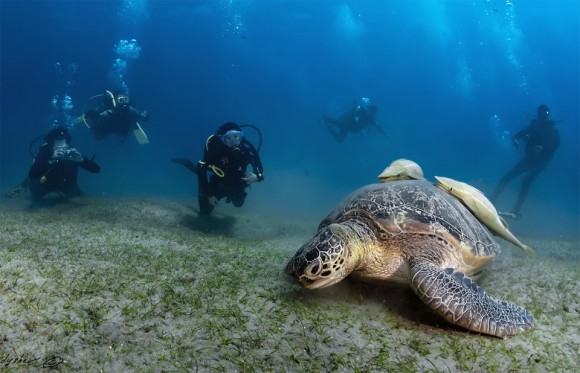 Mergulhadores fotografam tartaruga gigante. Foto por: Andrew Gladyshev