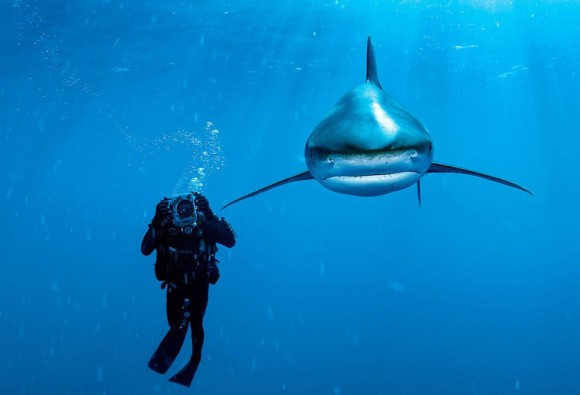 Mergulhador tira foto de Tubarão Branco. Foto por: Brian Skerry | National Geographic