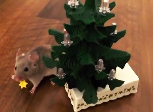Veja um rato treinado enfeitando uma pequena árvore de natal