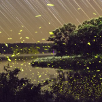 O voo dos vaga-lumes é registrado em inspirador vídeo em time-lapse