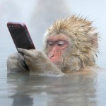 Descubra a verdade sobre a curiosa fotografia do macaco fazendo uma selfie