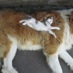 20 vezes em que gatos usaram cães como almofadas
