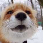 Raposas, raposas e mais raposas é o que podemos encontrar neste abrigo de animais do Japão