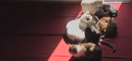 Vídeo em time-lapse mostra gatinhos acompanhando o movimento do sol ao longo do dia