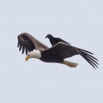 Corvo pega carona em águia nesta inusitada sequência de fotografias