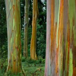 O tronco desses eucaliptos se parecem com pinturas impressionistas