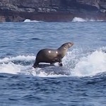 Essa foca estava “surfando” sobre uma baleia quando foi fotografada