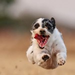 22 belas fotografias de cachorros tiradas por profissionais