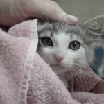 Vídeo sobre a adoção de um gatinho é uma explosão de fofura
