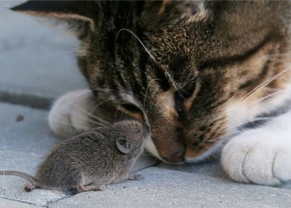 5 fotos de amizade entre gatos e ratos