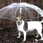 12 guarda-chuvas criativos e divertidos