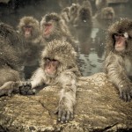 Fotos dos macacos da neve – Nagano, Japão