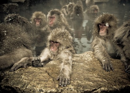 Fotos dos macacos da neve – Nagano, Japão