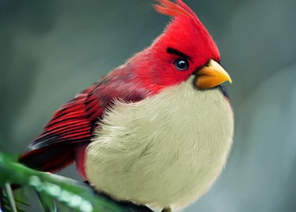 Angry Birds: a versão realista do passarinho mais famoso dos smartphones e tablets