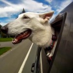 Cães passeando de carro é tema de vídeos