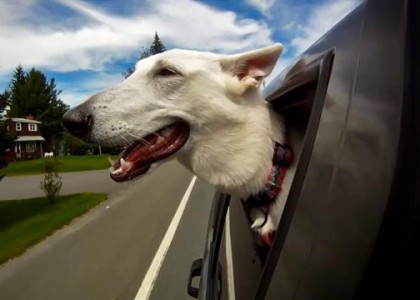 Cães passeando de carro é tema de vídeos