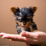 Meysi: O menor cão do mundo