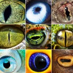 Olhos de animais em close