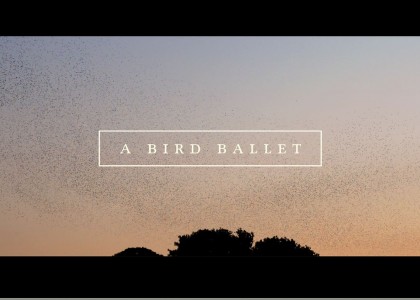 Vídeo mostra o “balé dos pássaros”