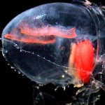 Vídeo mostra incríveis criaturas translúcidas do fundo do mar
