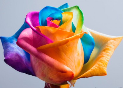 Rosas coloridas artificialmente