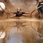 Pacu Jawi, uma corrida de touros disputada para fotógrafos