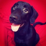 Site reúne os cães do Instagram – publique sua foto