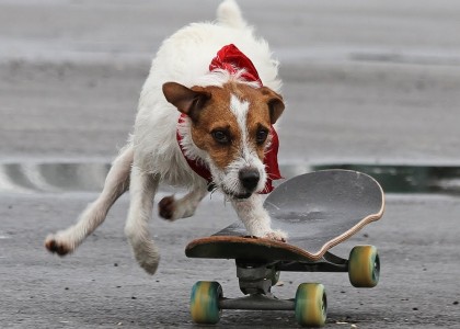 Você nunca viu um cachorro andar de skate assim