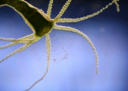 As incríveis criaturas microscópicas que habitam uma gota de água