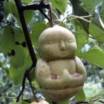 Fazendeiro chinês cultiva pera em formato de Buda