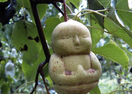 Fazendeiro chinês cultiva pera em formato de Buda
