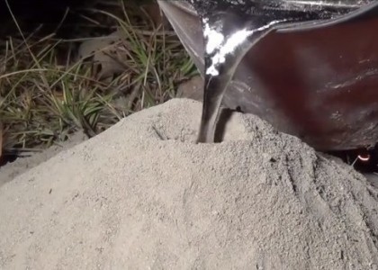 Veja o que acontece quando se coloca alumínio líquido em um formigueiro